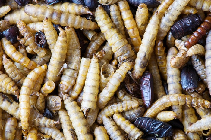 Vers de farine séchés - Nourriture naturelle à base d'insectes