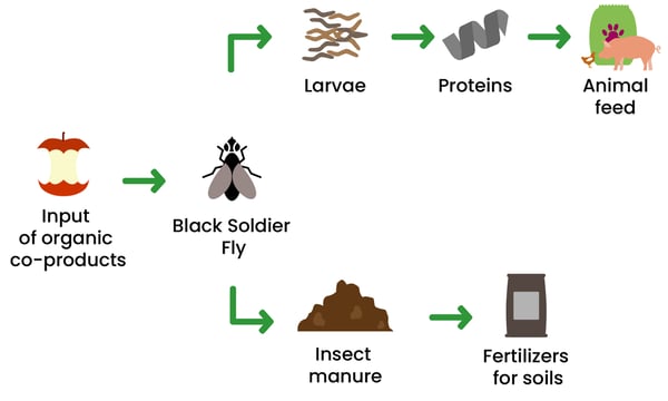 Dilepix-value-chain-insect-proteins