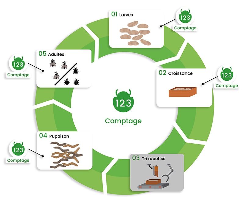 Des start-up françaises en pointe dans la production d'insectes