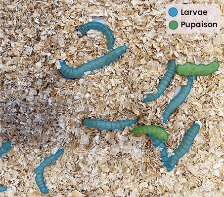 dilepix-comptage-tenebrio-molitor-larves-pupaison