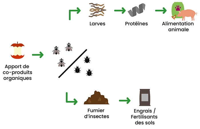 Dilepix-chain-insect-proteins