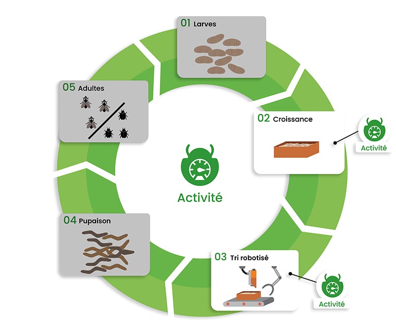 Etapes-activite-insectes-dilepix