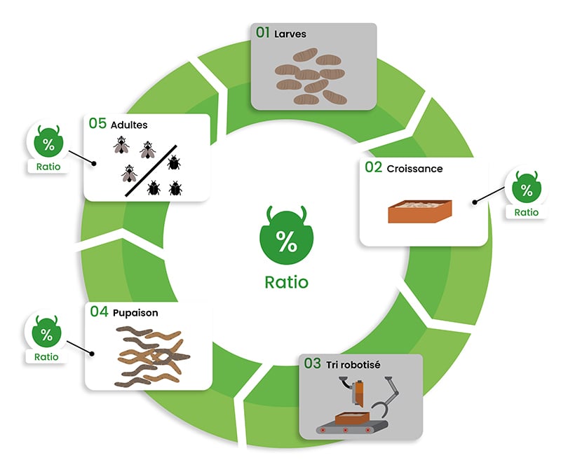 Etapes-ratio-insectes-dilepix