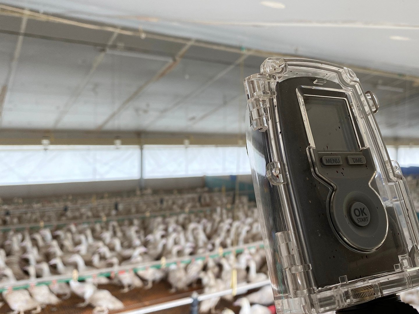 monitoring by camera for poultry