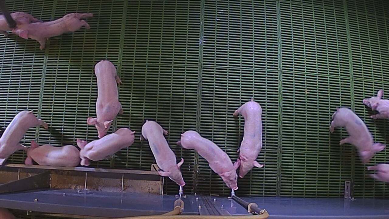 detection-tail-biting-porcs-Dilepix