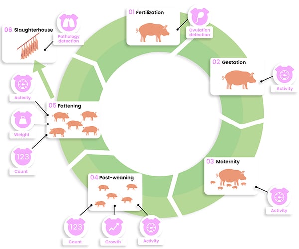dilepix-pig-activity-EN-1