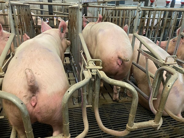 porc-suivi-sante-dilepix