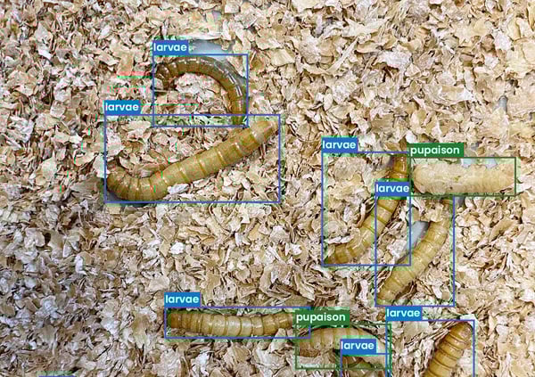 slider-home-boundingbox-larves-pupes