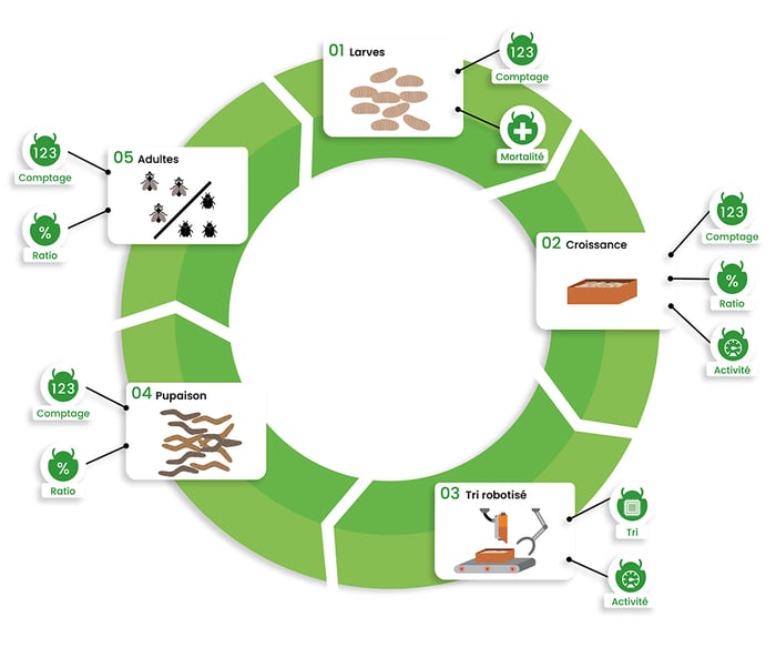 Des start-up françaises en pointe dans la production d'insectes