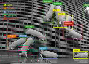 Pig-activity-Dilepix