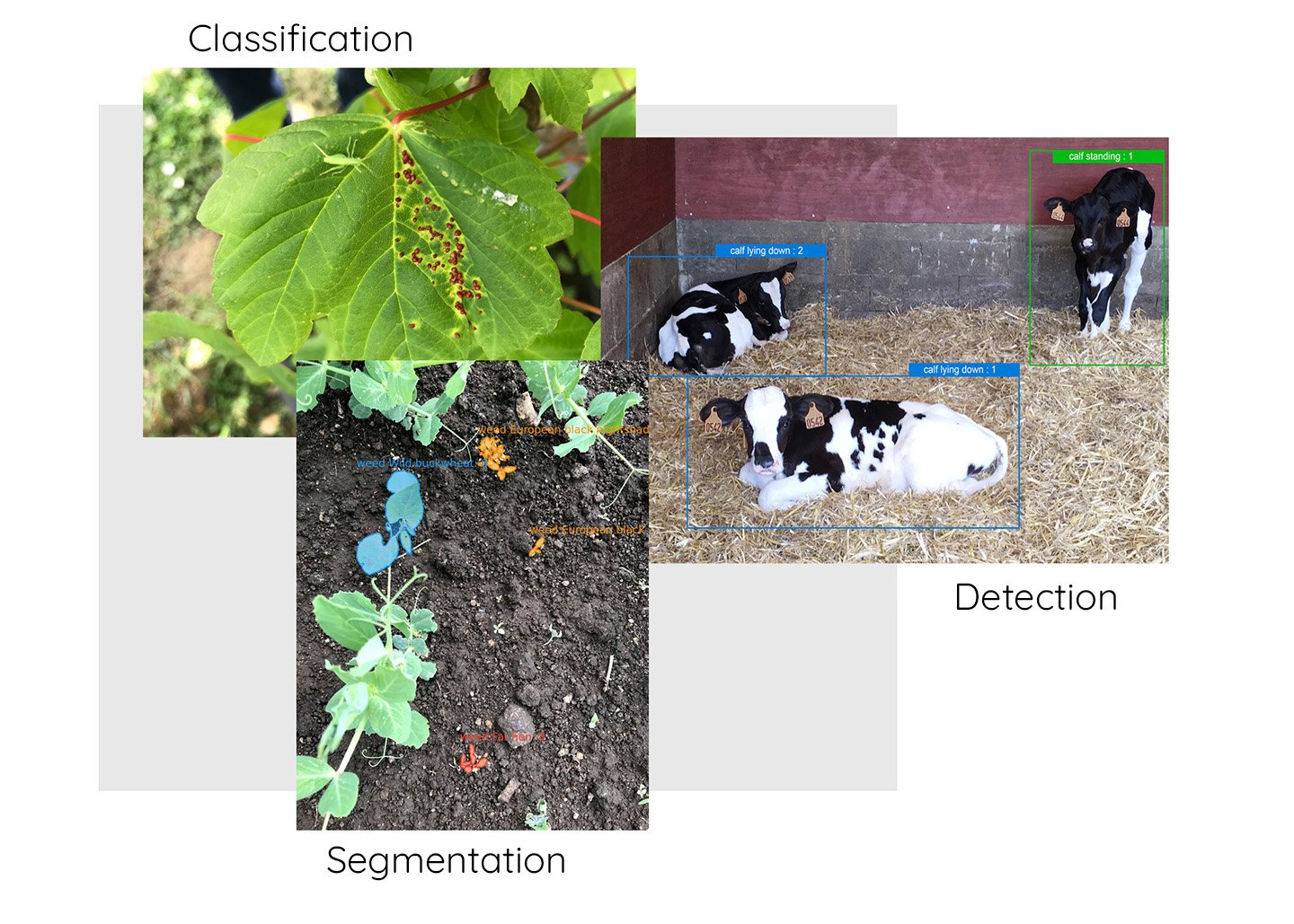 annotations-images-agricultures-dilepix_EN