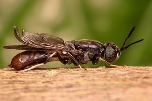 black_soldier_fly2
