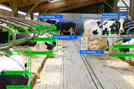 detection-vaches-stabule