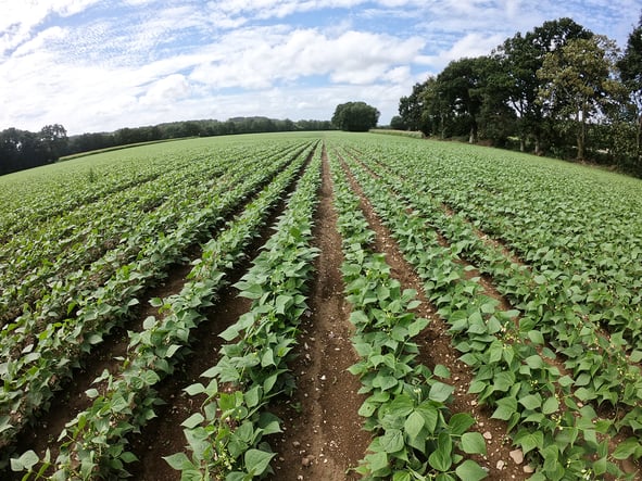 beans-fields-dilepix