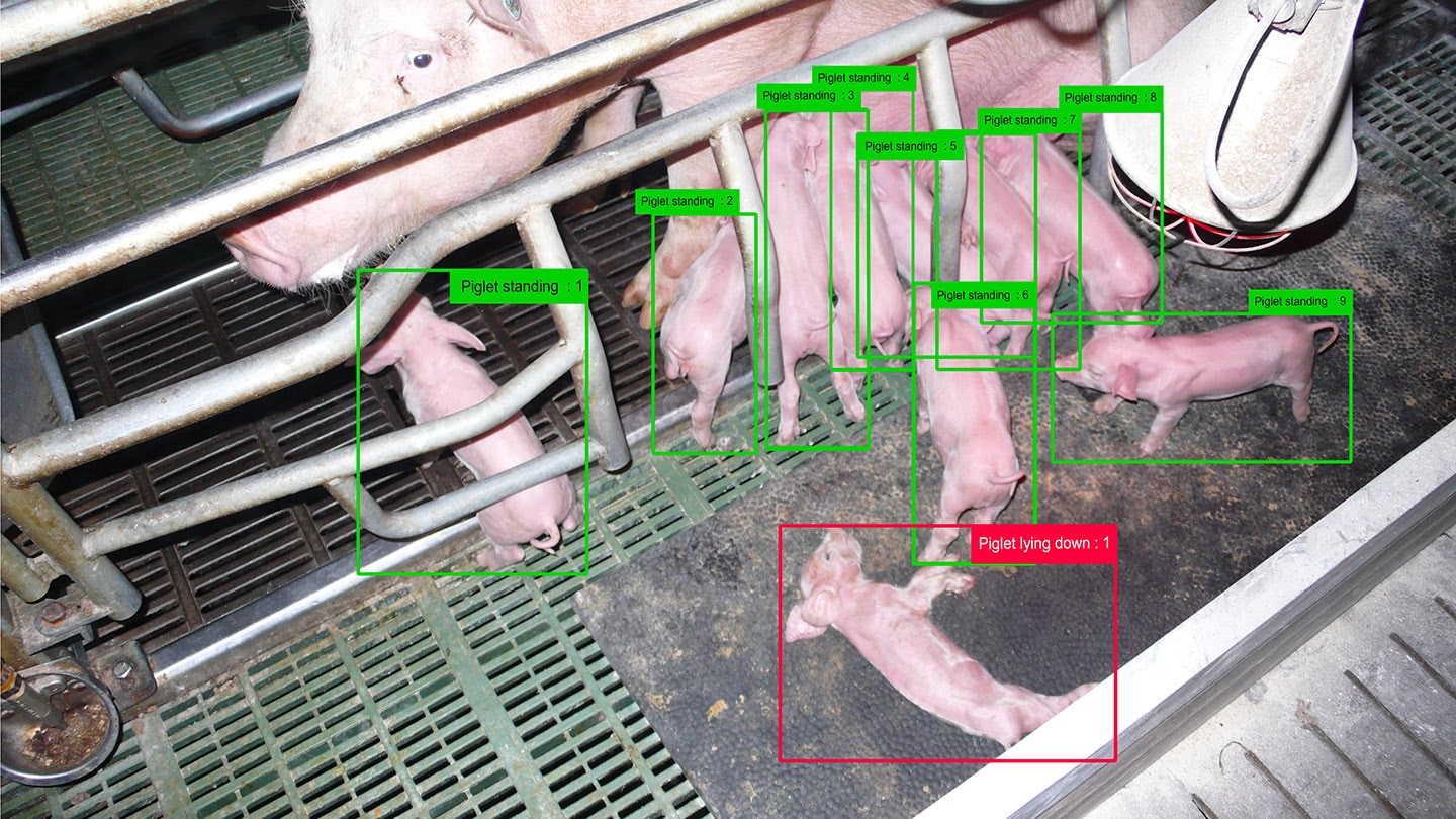  automatic-death-detection-piglets