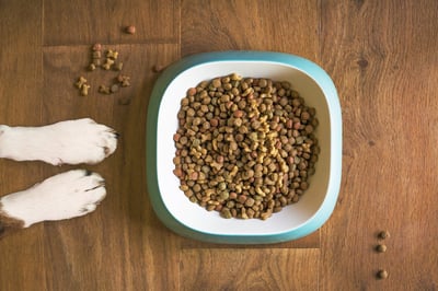 dog-food-alimentatin-insectes-Dilepix