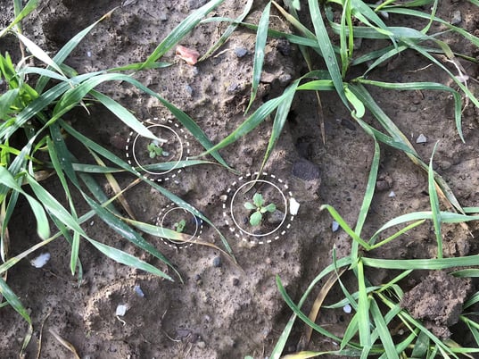 wheat-weed-detection