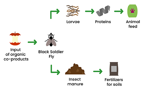insects-value-chain-dilepix