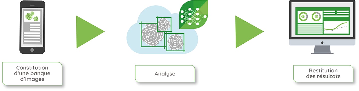 analyse carence et rendement rose de mai Mycophyto Dilepix