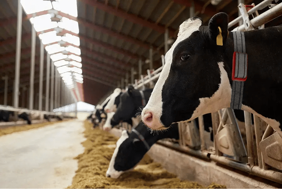 Photos de vaches dans une ferme