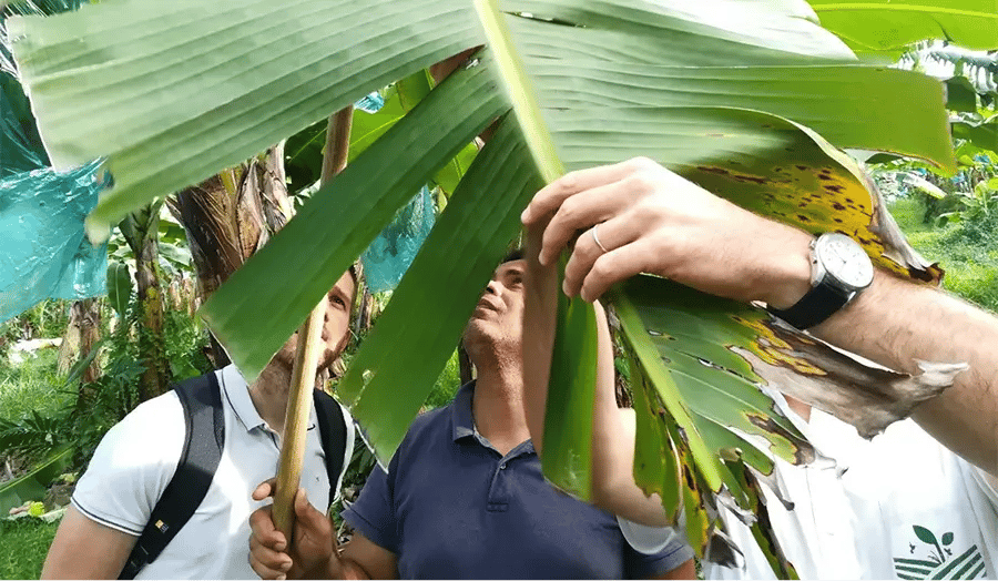 Photo de personnes qui observent les feuilles de bananiers