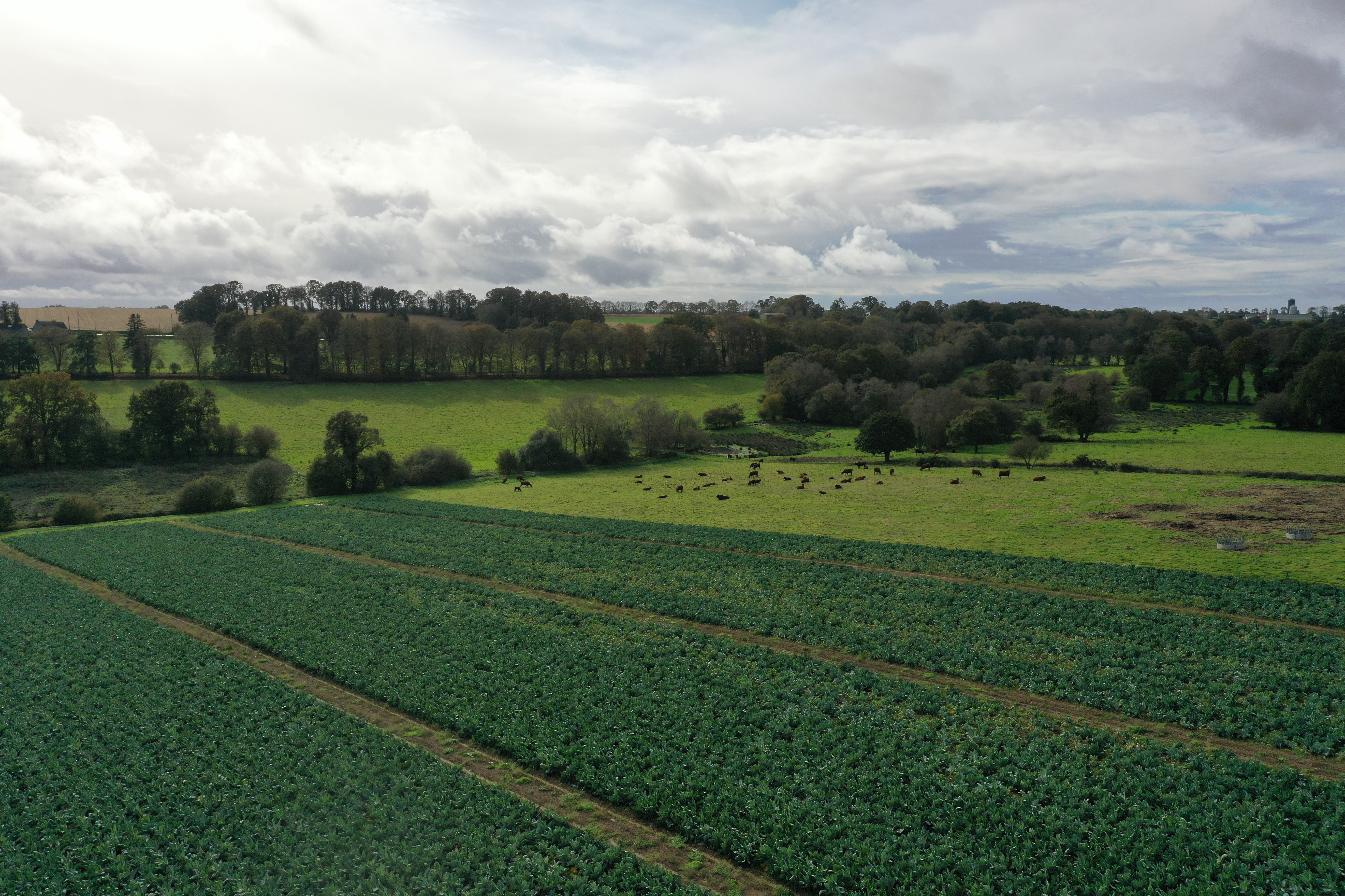 DJI_0011