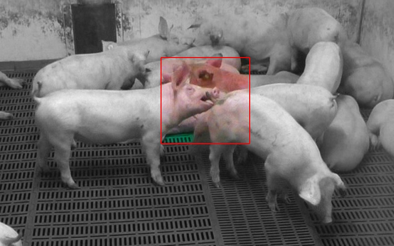 [NOUVEAU] TAIL la solution de détection de la caudophagie des porcs
