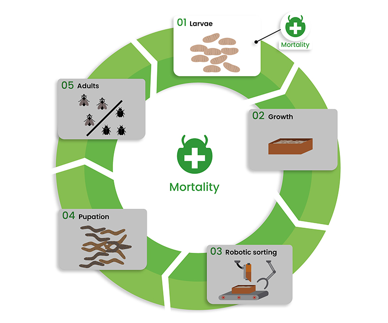 Insects_mortality_dilepix