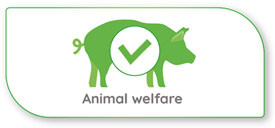 Pig-animal-welfare