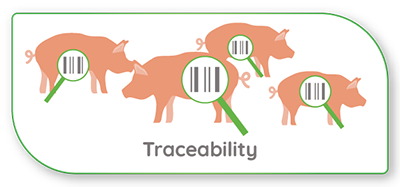 Pig-traceability