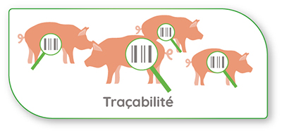 Porc_tracabilite