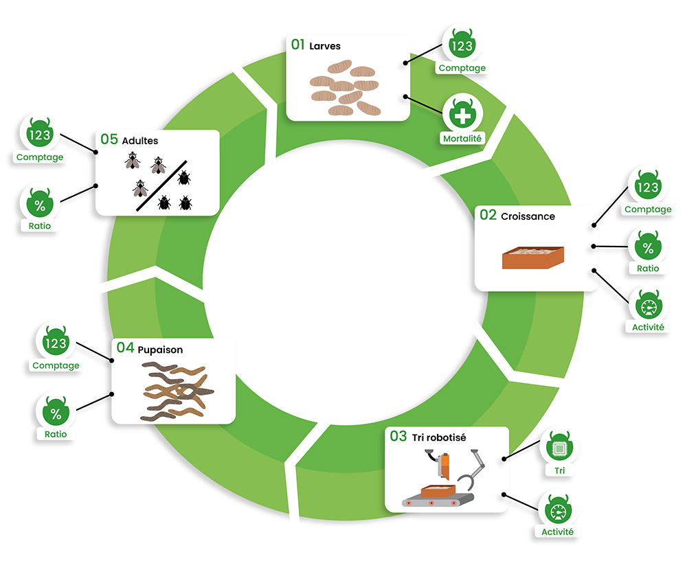 Schema-croissance-insectes-dilepix