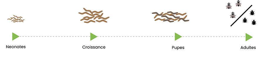 Schema-croissance-insectes-dilepix