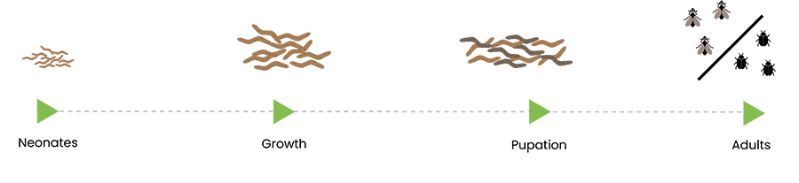 Schema-growth-insects-EN