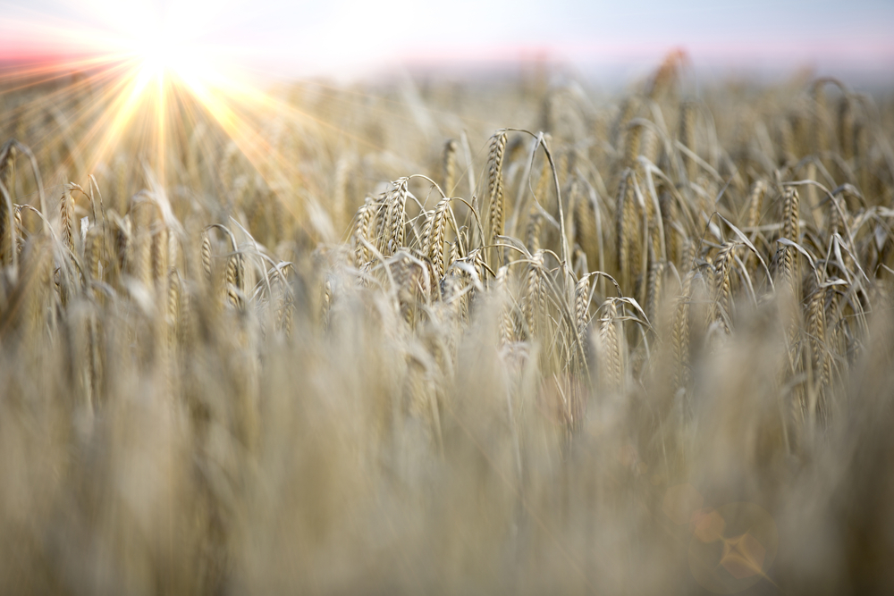 Fresh crops at sunrise on a summers morning-1