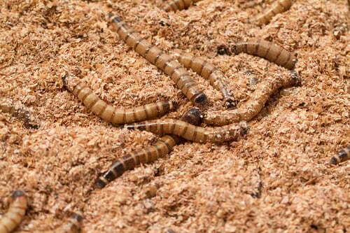 Insectes-tenebrio-molitor-Dilepix.jpg_width=500&name=Insectes-tenebrio-molitor-Dilepix