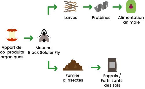 Insectes_valorisation-agrandi.V2-2.png_width=500&name=Insectes_valorisation-agrandi.V2-2