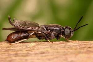black_soldier_fly2.jpg_width=300&name=black_soldier_fly2 (1)