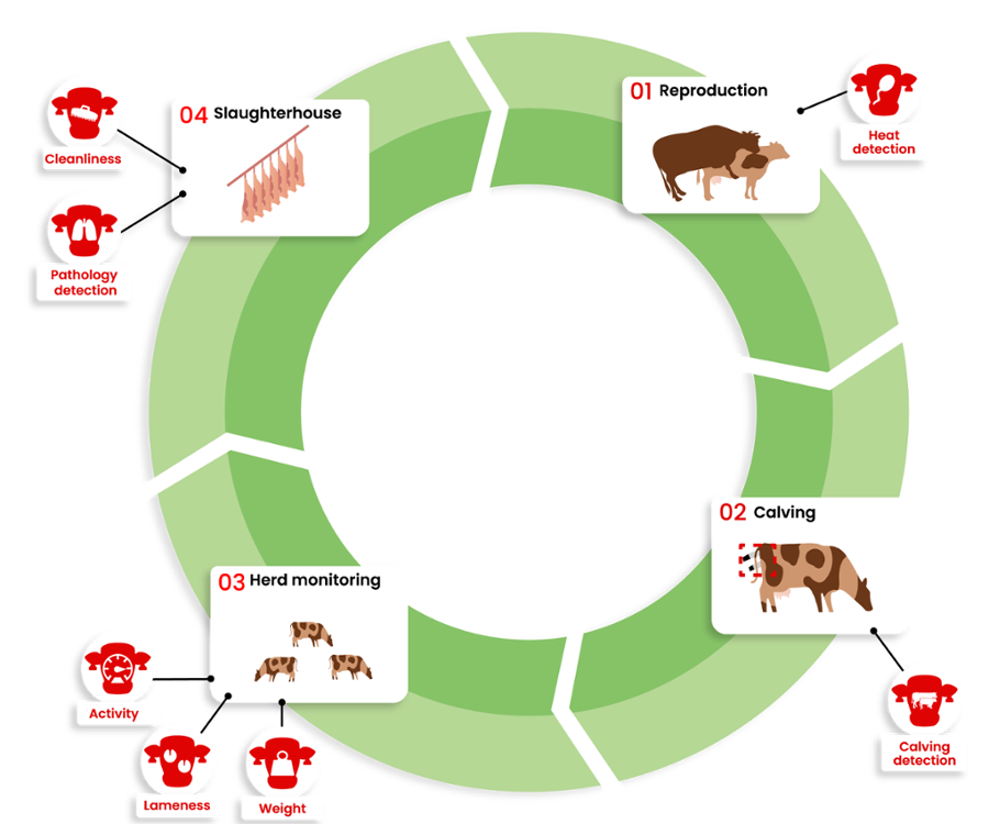 Dilepix develops custom sotware solutions to monitor herd activites