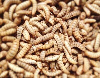 larves_black_soldier_fly_montage.jpg_width=400&height=313&name=larves_black_soldier_fly_montage