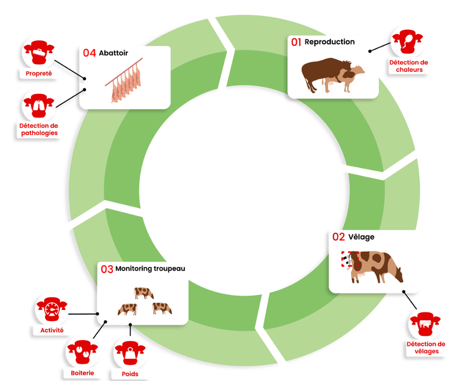 mesure-activite-bovins-dilepix