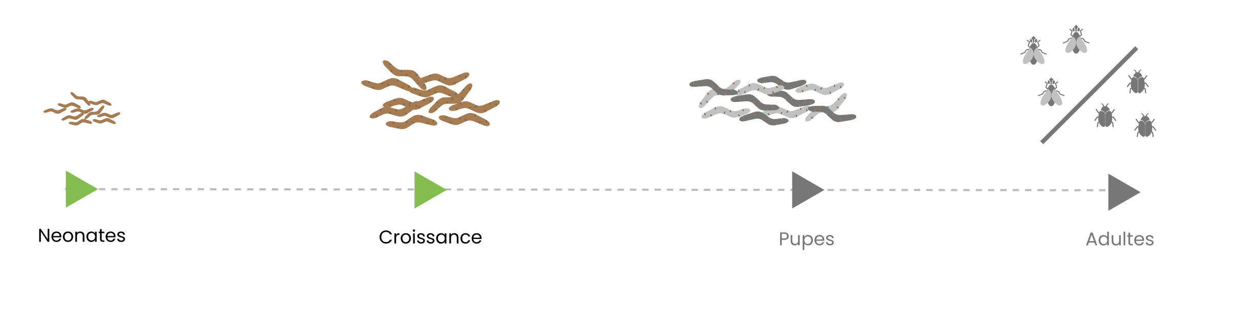 Schema croissance production insectes