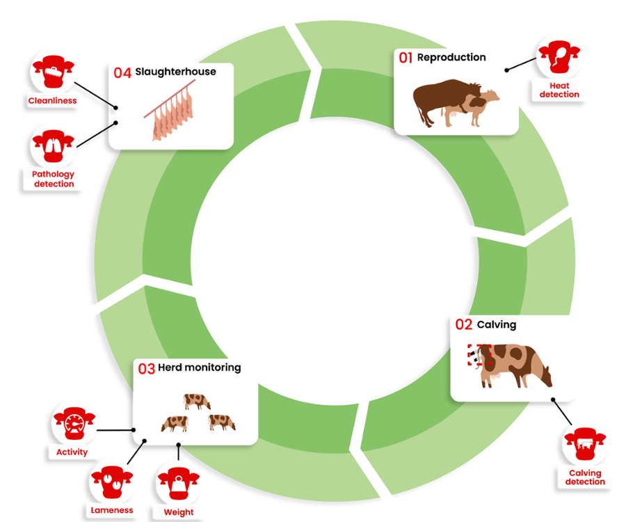 Dilepix develops custom sotware solutions to monitor herd activites