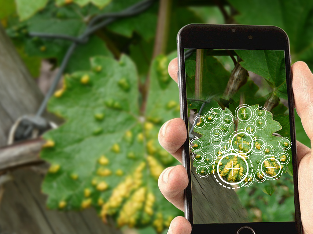 detection-erinose-vigne