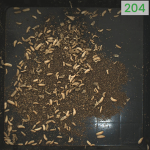 automatic-larvae-counting-dilepeix-insects