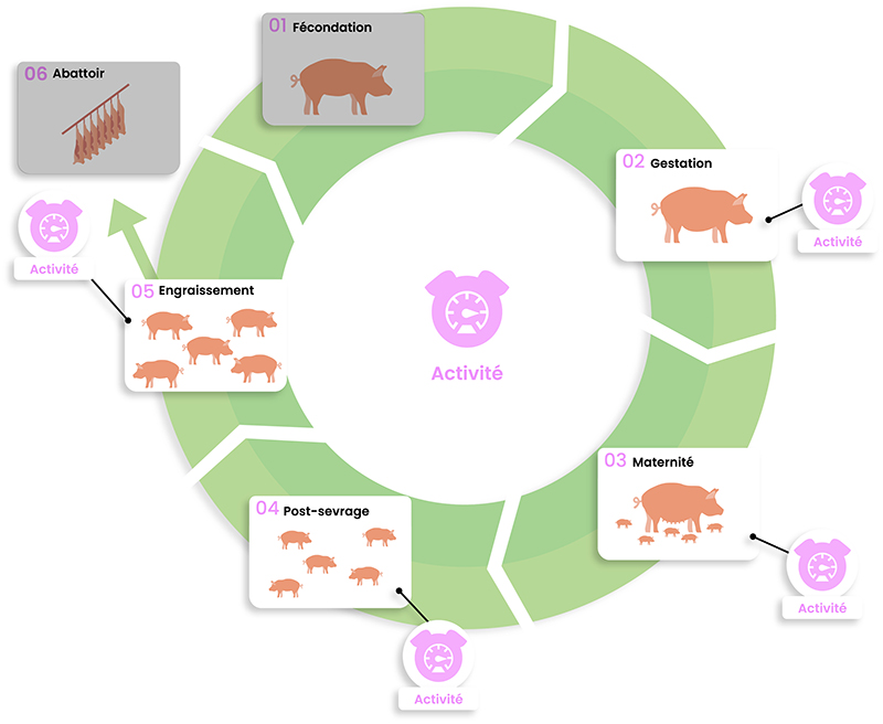 dilepix-porcs-activite-FR