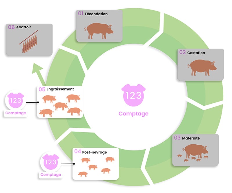 dilepix-porcs-comptage-FR