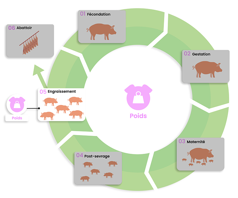 dilepix-porcs-poids-FR