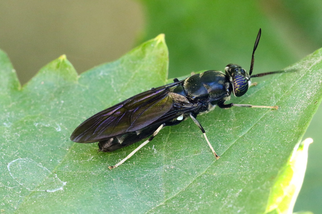 black-soldier-fly-monitoring-insects