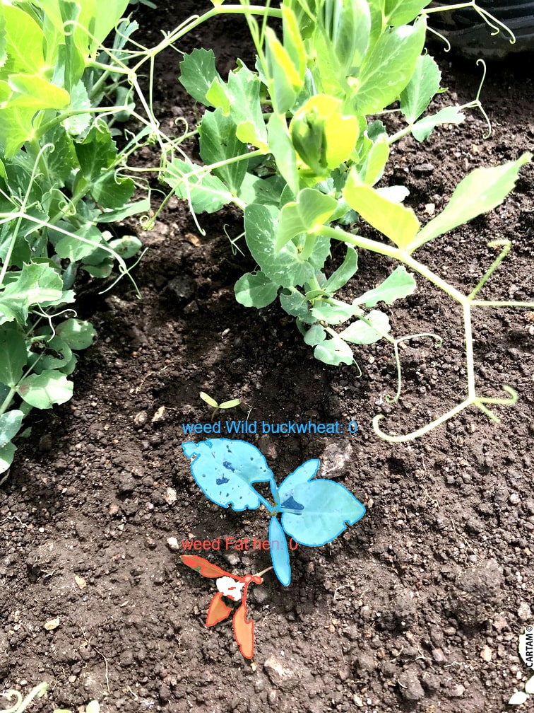 peas